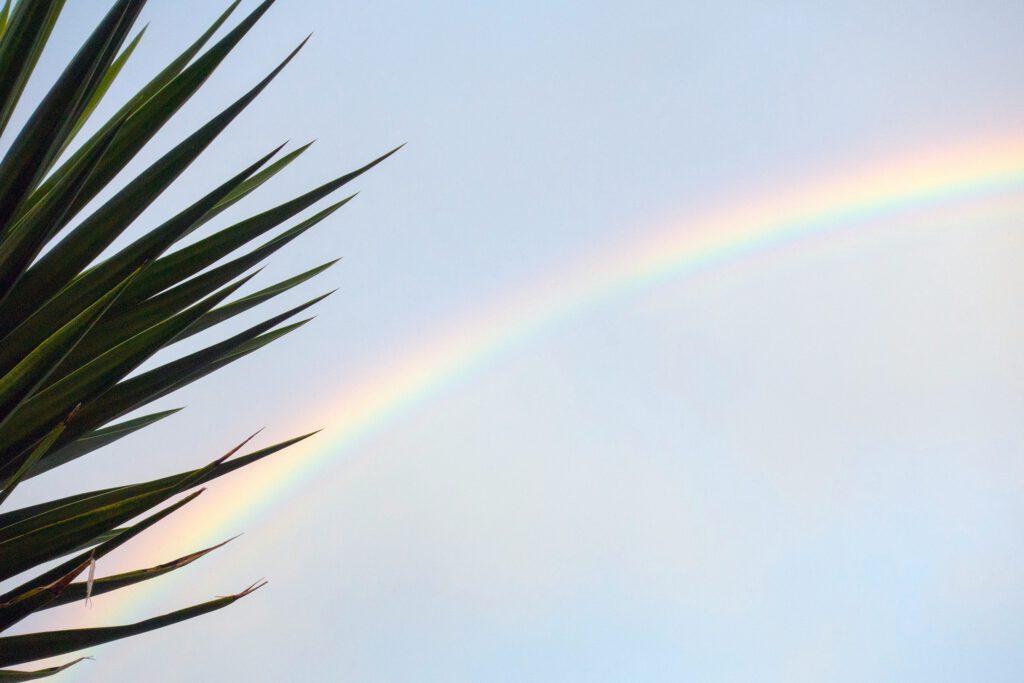 rainbow in blue sky and a palm leaf on the left, picture for article on Mayan Astrology