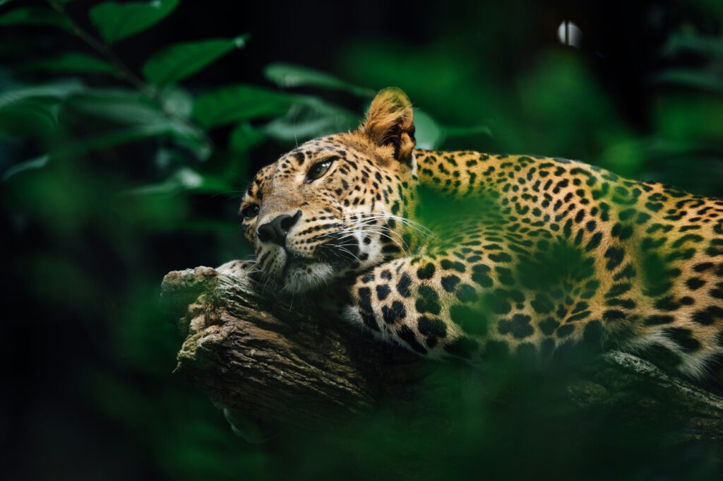 a jaguar lying on a tree having their head on their arm, contemplating, surrounded by green leaves