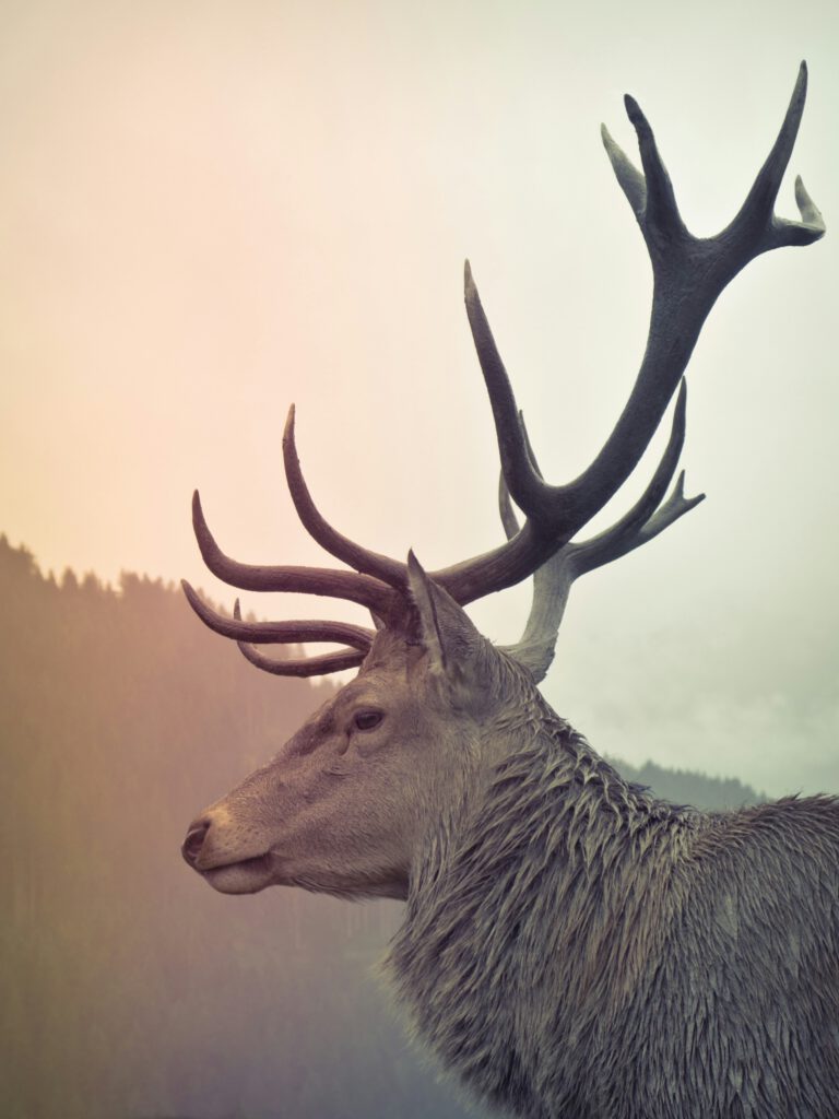an adult deer with strong antlers ont he head photographed from the side, looking towards the left, a sunset in the background