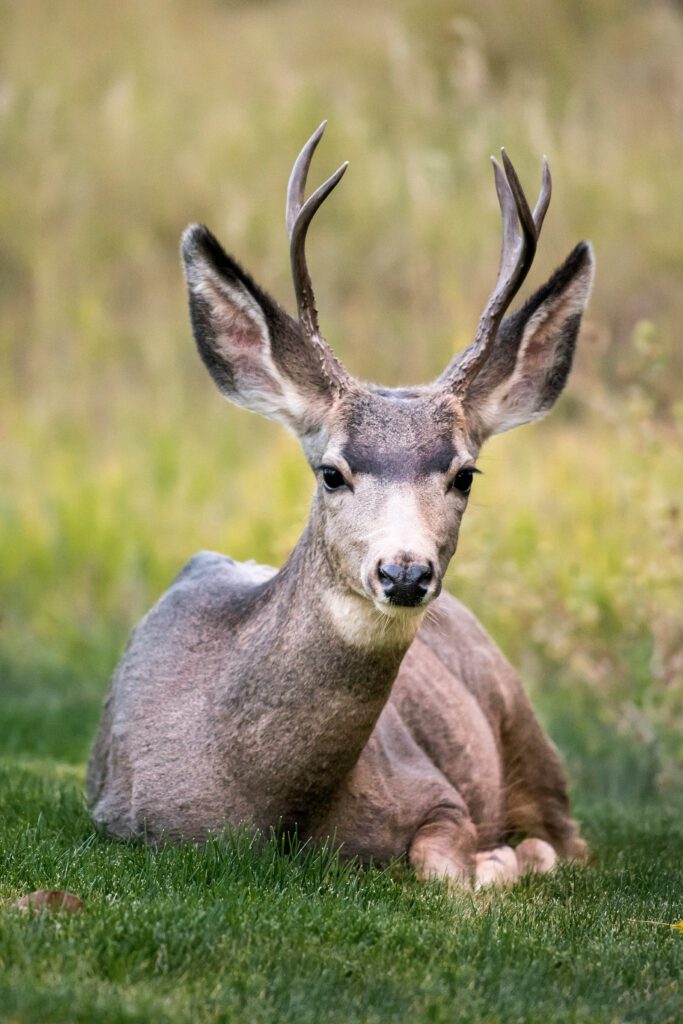a young deer sitting in the grass, it has antlers on the head with three spikes formed
